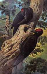 Palokärki, n. 1910