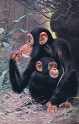 Simpanssi, kuvitus teoksesta Wildlife of the World, n. 1910