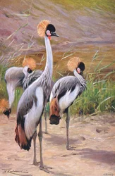Crown Crane, kuvitus julkaisusta Wildlife of the World, n. 1910