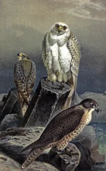 Hunting Falcon, n. 1910 (kuva)