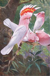 Inkakakadu, kuvitus teoksesta Wildlife of the World, n. 1910