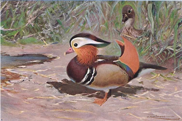 Mandarin Duck, Wildlife of the World, julkaisija Frederick Warne & Co, n. 1900