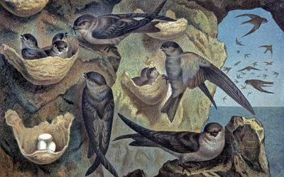Mascareignen salangana, n. 1910 (kuva)