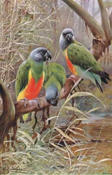 Senegal Papukaija, kuvitus julkaisusta Wildlife of the World, n. 1910