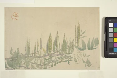 Wisteria, n. 1908 (värillinen puupainatus)