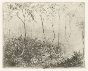 metsäinen maisema
