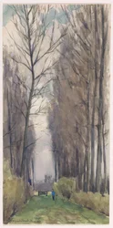 Avenue korkeilla puilla