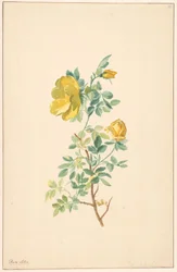 Keltaisen ruusun oksa (Rosa Lutea)