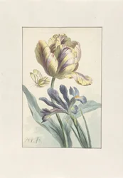 Tulppaani ja iiris