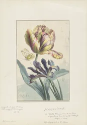 Tulppaani ja iiris