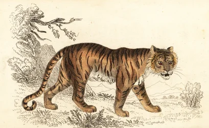 Bengalitiikeri, Panthera tigris tigris., 1834 (kaiverrus)