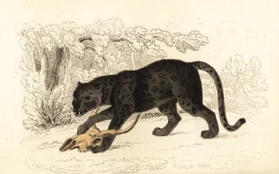 Musta jaguaari, Fanthera pardus., 1834 (kaiverrus)