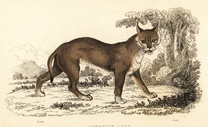 Kanadan ilves, Lynx canadensis., 1834 (kaiverrus)