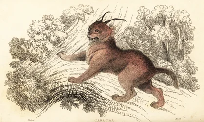 Caracal, Caracal Caracal., 1834 (kaiverrus)