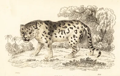 Jaguar, Panthera onca., 1834 (kaiverrus)