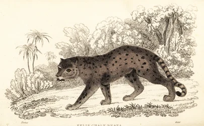 Jaguarandi, puma kunnioittaa., 1834 (Ngaraving)