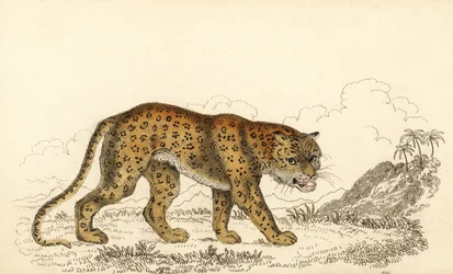 Leopardi, Panthera pardus, haavoittuva., 1834 (kaiverrus)