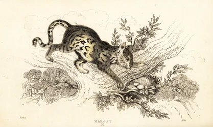 Margay, Leopardus wiedii., 1834 (kaiverrus)