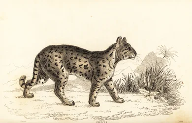 Ocelot, lempeä leopardi. , 1834 (kaiverrus)