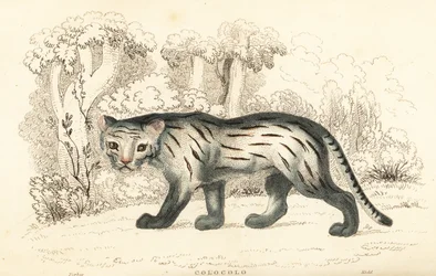 Pampas-kissa tai pantanal, Leopardus colocola. ,1834 (kaiverrus)