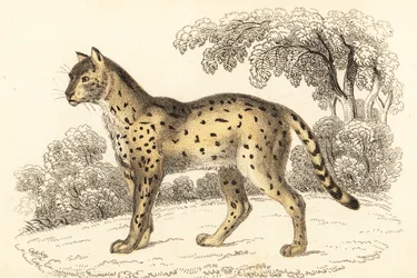Serval, Leptailurus serval.,1834 (kaiverrus)