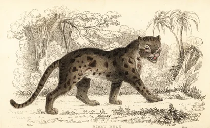 Sunda leopardikissa, Prionailurus bengalensis subsp. sumatranus. ,1834 (kaiverrus)