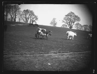 Quarry Field, Rumney, Cardiff, 1892.