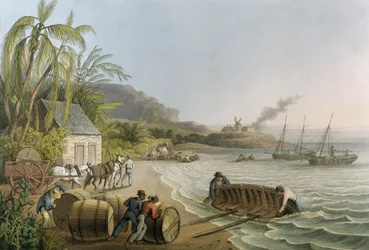 Sokeritynnyrien kuljetus ja lastaus laivaan, taulu X teoksesta "Kymmenen näkymää Antiguan saarelta", julkaissut W. Clark, Lontoo, 1823