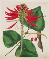 Kasvitieteellinen lehti, 1787-1833.