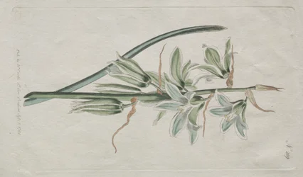 Kasvitieteellinen aikakauslehti tai kukkapuutarha Näytetään: Betlehemin tähti, 1794.