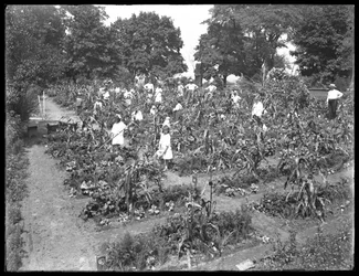Lapset työskentelevät Isham Parkin koulupuutarhassa New Yorkissa 16. elokuuta 1915