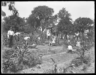 Lapset työskentelevät Isham Parkin koulupuutarhassa New Yorkissa 16. elokuuta 1915