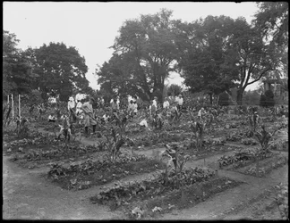 Lapset työskentelevät koulun puutarhassa Isham Parkissa, New Yorkissa, 5. elokuuta 1914