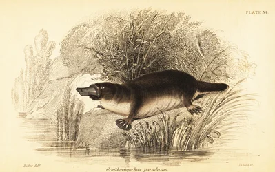 Platypus, Ornithorhynchus anatinus., 1841 (kaiverrus)