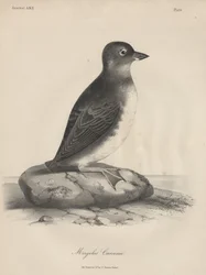 Megalus Cassinii, J.T. Bowenin litografia, 1850.