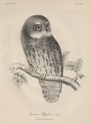 Syrnium Albogularis, litho, J.T. Bowen, 1850