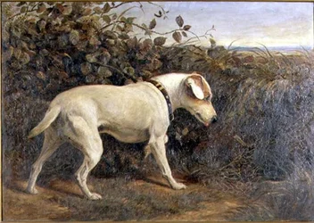 Terrieri maisemassa