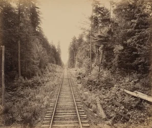 Hemlock-metsä