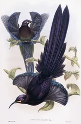 Epimachus Elliotti, Ward, n. 1891-1898