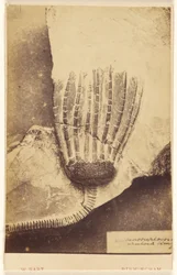 [Crinoidien fossiili]