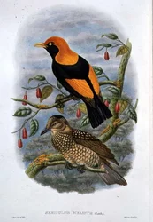 Sericulus Melinus (väri litho)