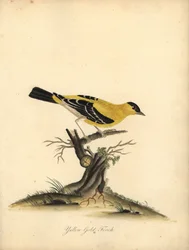Amerikkalainen kultavarpu, Carduelis tristis. (Keltainen kultavarpu, Fringilla tristis) Käsinvärinen kuparikaiverrus William Hayesin kuvituksesta Harvinaisten ja uteliaiden lintujen muotokuvista Osterly Parkin eläintarhasta.
