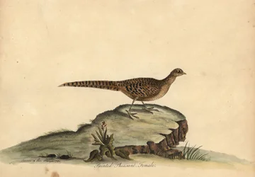 Kultainen tai kiinalainen fasaani, Chrysolophus pictus, naaras. (Maalattu fasaani, Phasianus pictus) Käsinvärinen kuparikaiverrus Ann ja Emily Hayesin kuvituksesta William Hayesin Harvinaisten ja uteliaiden lintujen muotokuvista Osterlyn eläintarhasta