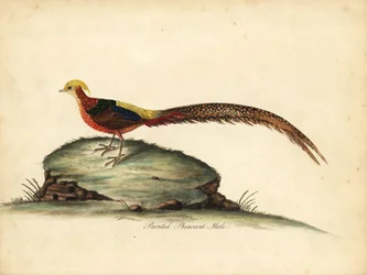 Kultainen tai kiinalainen fasaani, Chrysolophus pictus, uros. (Maalattu fasaani, Phasianus pictus) Käsinvärinen kuparikaiverrus William Hayesin kuvituksesta Harvinaisten ja uteliaiden lintujen muotokuvista Osterly Parkin eläintarhasta, Lontoo: Bulmer
