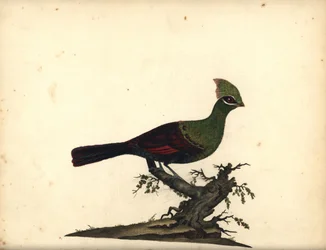 Guinea tai vihreä turaco, Tauraco persa. (Touraco, Cuculus persa) Käsinvärinen kuparikaiverrus William Hayesin kuvituksesta Harvinaisten ja uteliaiden lintujen muotokuvista Osterly Parkin eläintarhasta, Lontoo: Bulmer