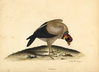 Kuningaskorppikotka, Sarcoramphus papa (Vultur papa). Käsinvärinen kuparikaiverrus William Hayesin ja hänen tyttärensä M:n (Matilda) kuvituksesta Harvinaisten ja uteliaiden lintujen muotokuvista Osterly Parkin eläintarhasta.