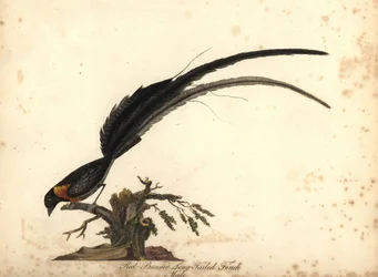 Pitkäpyrstöinen paratiisileski, Vidua paradisaea, koiras. (Punapovinen pitkäpyrstöpeippo, Emberiza paradisaea) William Hayesin kuvitus teoksesta Portraits of Rare and Curious Birds from the Menagery of Osterly Park, Lo