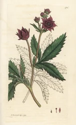 Marsh cinquefoil, Comarum marsh. Käsinvärinen kuparikaiverrus James Sowerbyltä James Smith