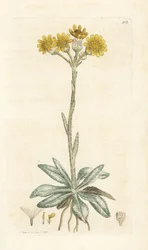 Vuorikirppujuuri, Tephroseris integrifolia (Cineraria integrifolia). Käsinvärinen kuparikaiverrus James Sowerbyltä James Smith
