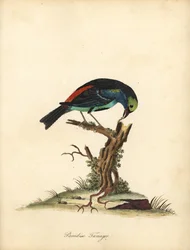 Paradise tanager, Tangara chilensis. (Tanagra tatao) Käsinvärinen kuparikaiverrus William Hayesin kuvituksesta Harvinaisten ja uteliaiden lintujen muotokuvista Osterly Parkin eläintarhasta (Lontoo: Bulmer)